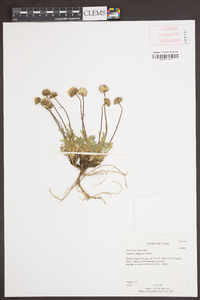 Erigeron compositus image