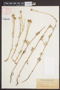 Eriophyllum lanatum image