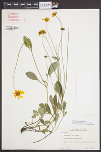 Coreopsis auriculata image