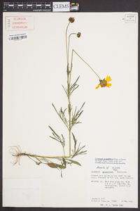 Coreopsis grandiflora image