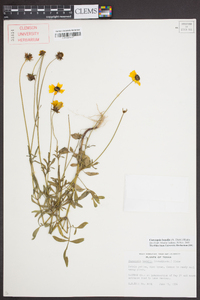 Coreopsis basalis image