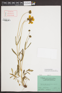 Coreopsis lanceolata image