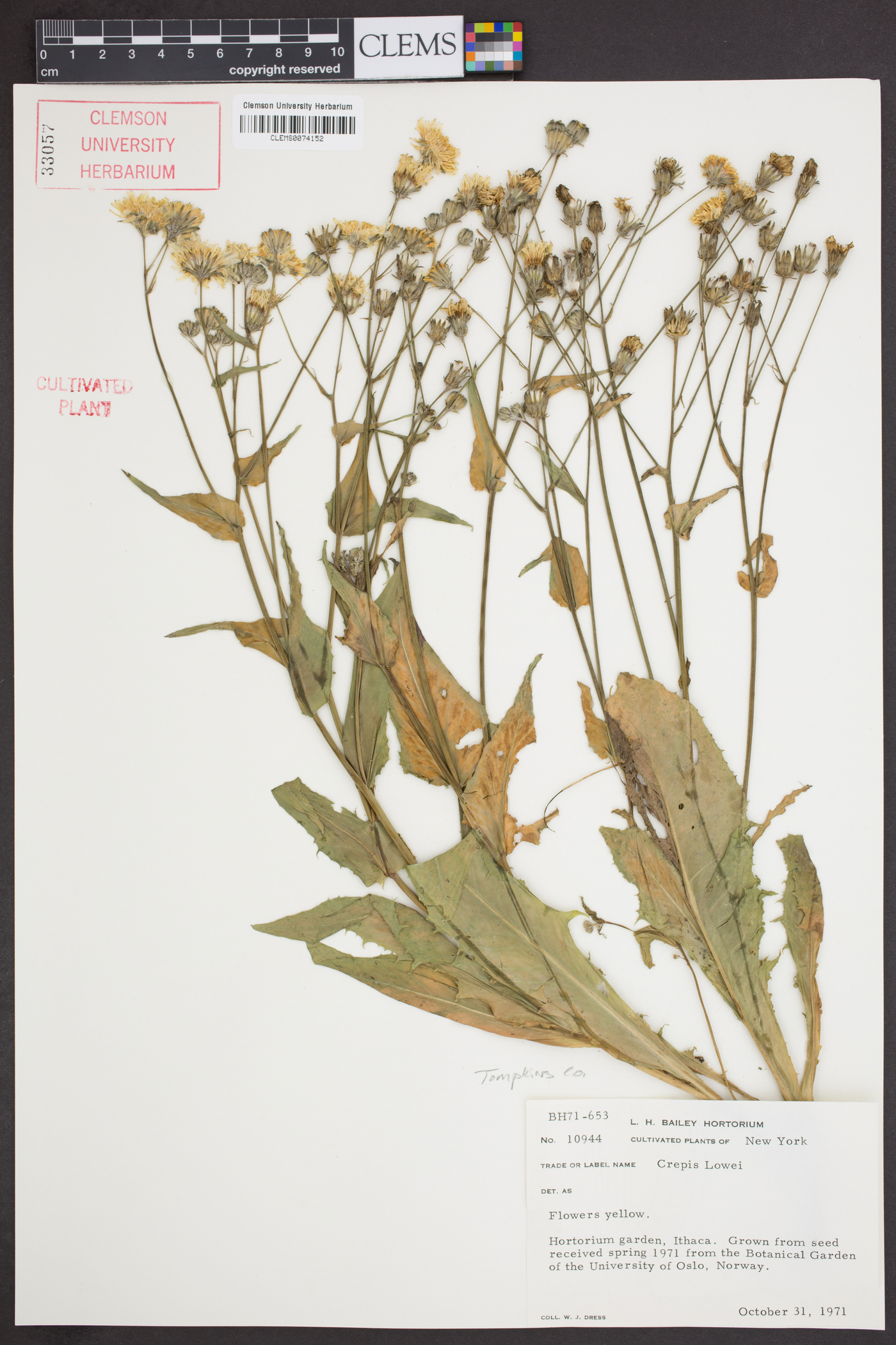 Crepis vesicaria image