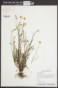 Crepis tectorum image