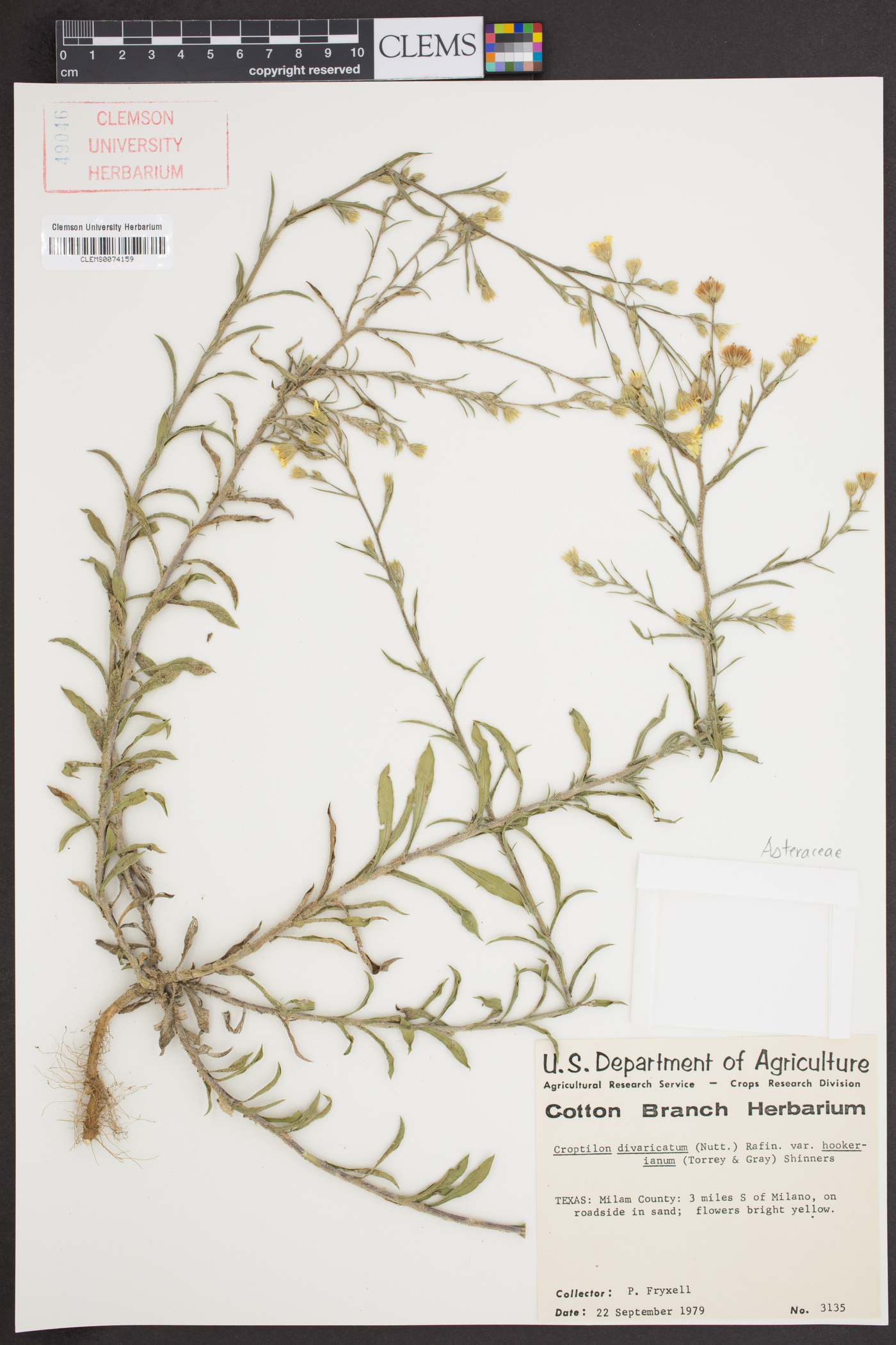 Croptilon divaricatum var. hookerianum image