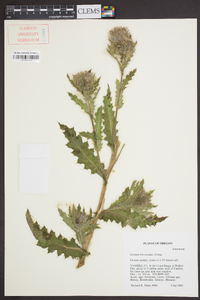 Cirsium brevistylum image
