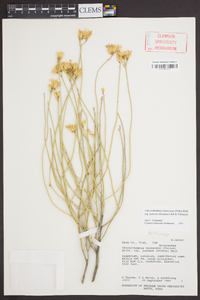 Ericameria nauseosa var. juncea image