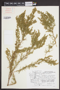 Artemisia dracunculus image