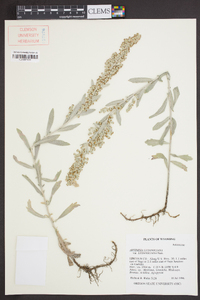 Artemisia ludoviciana var. ludoviciana image