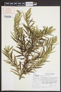 Artemisia vulgaris image