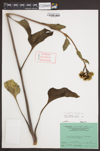 Arnoglossum plantagineum image