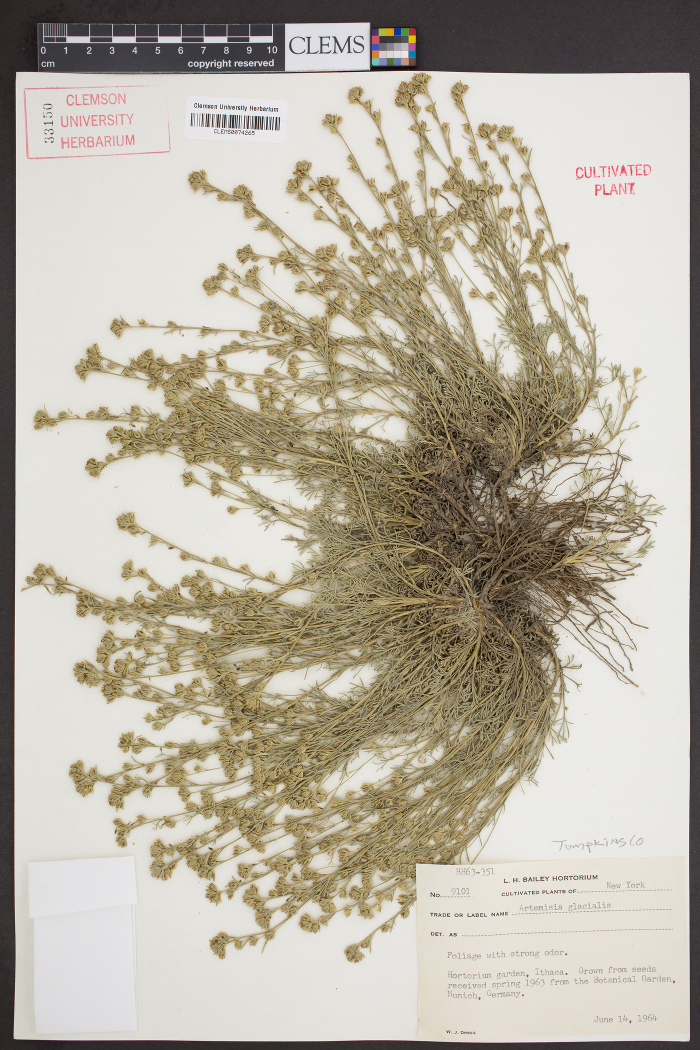 Artemisia glacialis image