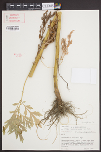 Artemisia selengensis image