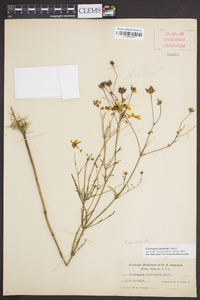 Coreopsis tinctoria image