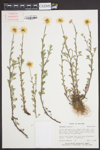 Anthemis cotula image