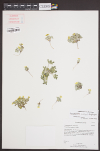 Eriophyllum wallacei image