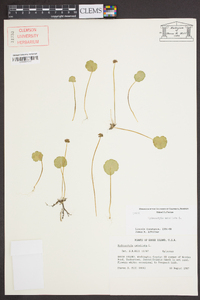 Hydrocotyle umbellata image