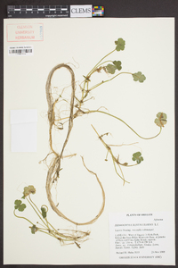 Hydrocotyle ranunculoides image