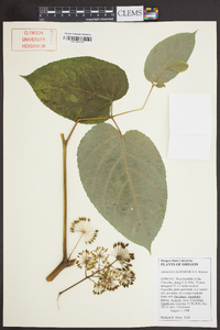 Aralia californica image