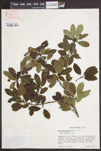 Ilex mucronata image