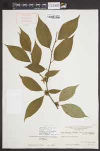 Ilex montana image