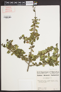 Ilex vomitoria image