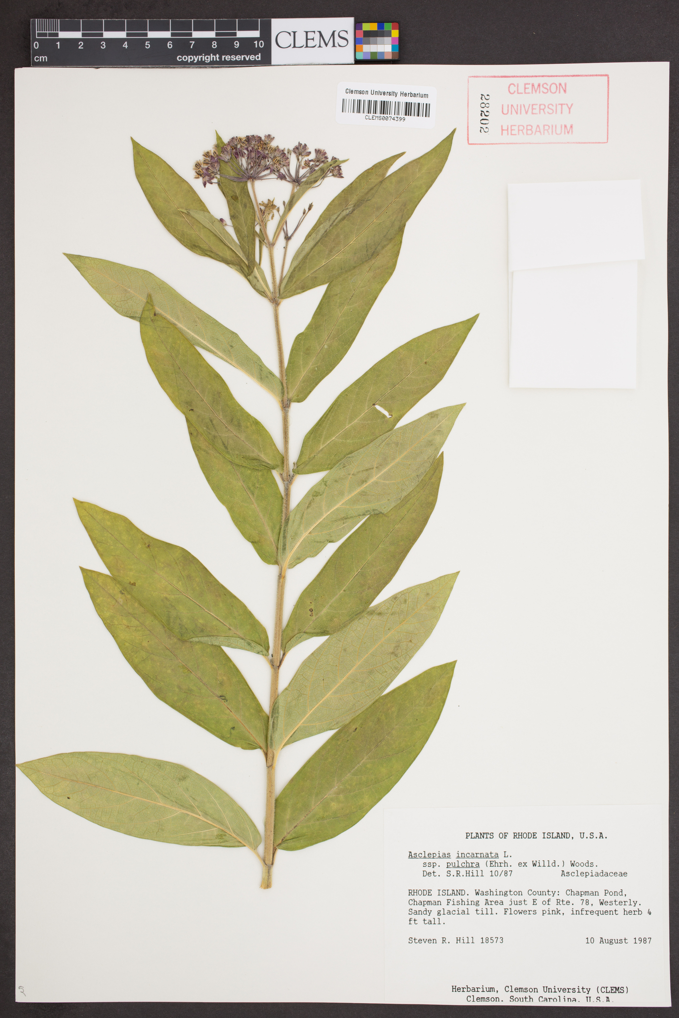 Asclepias incarnata subsp. pulchra image