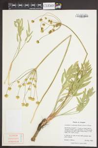 Lomatium nudicaule image