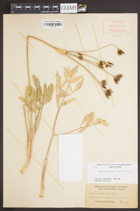 Lomatium nudicaule image