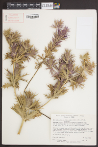 Eryngium leavenworthii image