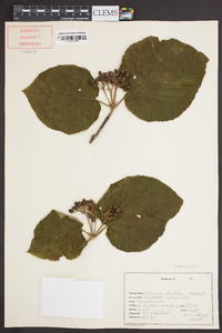 Viburnum lantanoides image