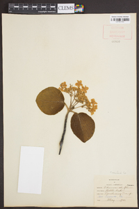 Viburnum lantanoides image