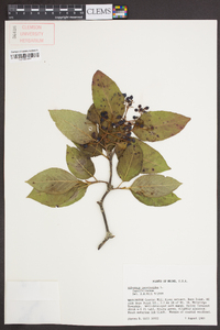 Viburnum cassinoides image