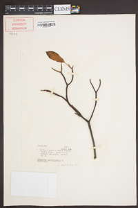 Viburnum cassinoides image