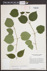 Viburnum dentatum var. deamii image