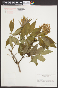 Sambucus racemosa subsp. racemosa image