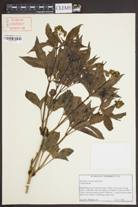 Sambucus racemosa var. melanocarpa image