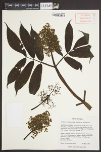 Sambucus racemosa subsp. racemosa image