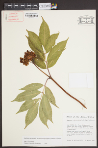 Sambucus racemosa subsp. racemosa image