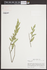 Ruellia humilis image