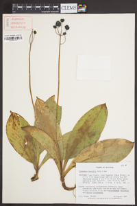 Clintonia borealis image