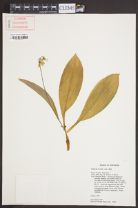 Clintonia borealis image