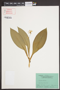 Clintonia borealis image