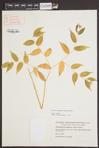 Prosartes lanuginosa image