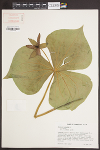 Trillium erectum image