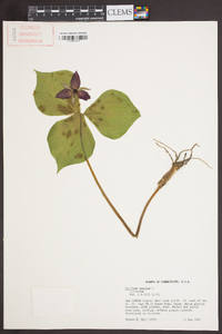 Trillium erectum image