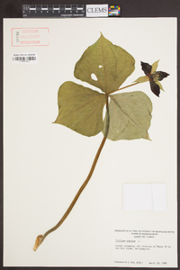 Trillium erectum image