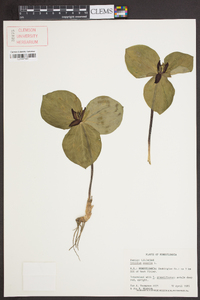 Trillium sessile image