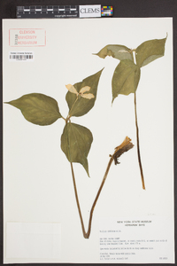 Trillium undulatum image