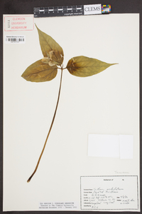 Trillium undulatum image